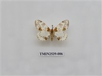 藏品(尺蛾24)的圖片